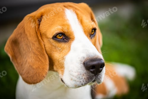 Preview: Beagle dog on grass in sun. Sunny summer day