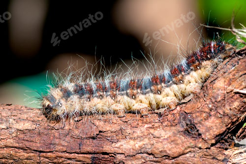 Preview: Caterpillar on plant branch in forest