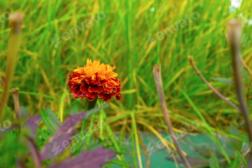 Preview: Autumn concept. Flowering of black-cut, marigolds in the autumn garden on a sunny day.
