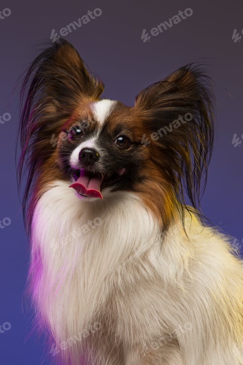 Preview: Studio portrait of a small yawning puppy Papillon