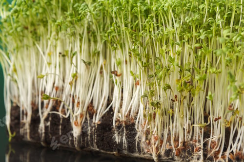 Preview: Organic growing micro greens closeup