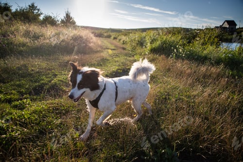 Preview: summer lakeside with a dog