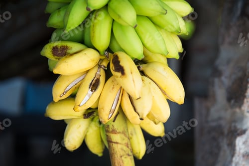 Preview: bunch of green bananas at street market