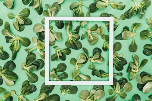 Preview: top view of white square frame and beautiful fresh green leaves on green