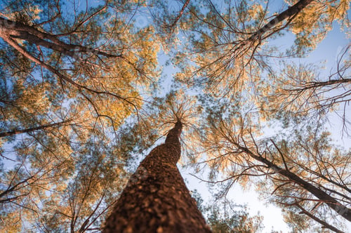 Preview: Pine trees in autumn forest on conservation area at evening