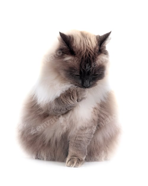 Preview: siberian cat in studio