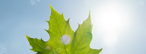 Preview: Female hand holding green maple leaf in sunbeam background. Ray of the sun breaks Natural background