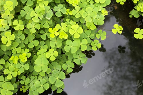 Preview: Marsilea crenata water plant in pond. Beautiful green leaves