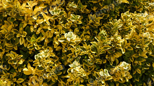 Preview: Abstract natural background of green and yellow leaves. Gold Variegated Japanese Euonymus