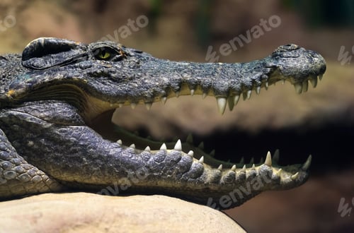 Preview: Siamese freshwater crocodile smiling