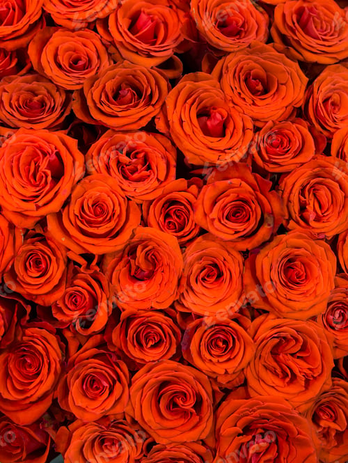 Preview: Red roses