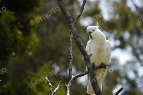 Preview: bird, cockatoo, pet, parrotsss
