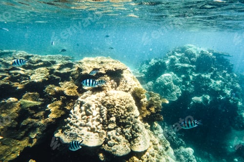 Preview: Under the sea corals and fish