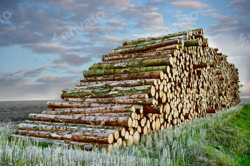 Preview: Stacking up for winter. A large pile of wood.