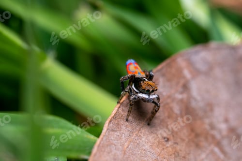 Preview: Closeup of Maratus volan on a leaf in a garden