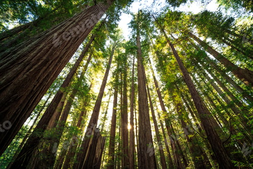 Preview: Under The Redwood Trees In Redwoods National And State Parks California
