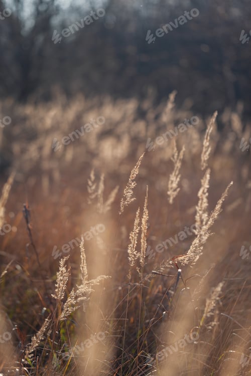 Preview: Abstract natural background of soft Pampas grass on a blurry dark bokeh. Selective focus.