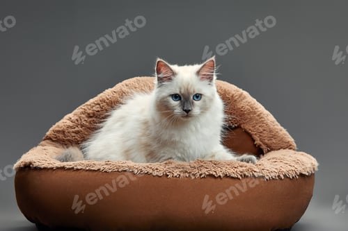 Preview: Happy kitten sit on gray fluffy pet bed. Cat comfortably nap relax at cozy home bed. Kitten pet