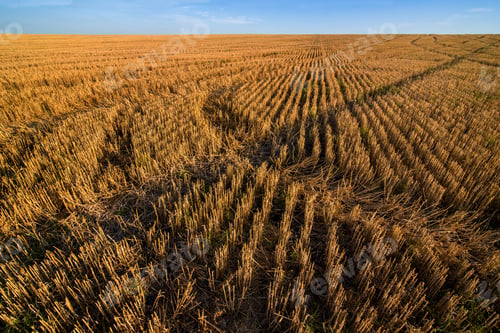 Preview: lines and marks on the stubble in the field after the harvested grain crop