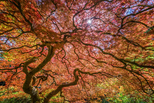 Preview: Red Japanese Maple Tree