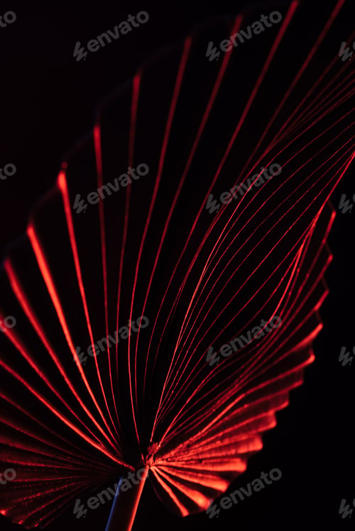 Preview: toned picture of beautiful tropical leaf with red lighting isolated on black