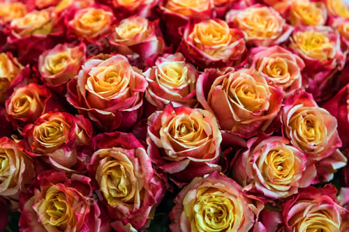 Preview: close-up roses texture natural background in orange tones