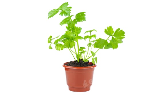 Preview: Potted Celery Plant Against a White Background