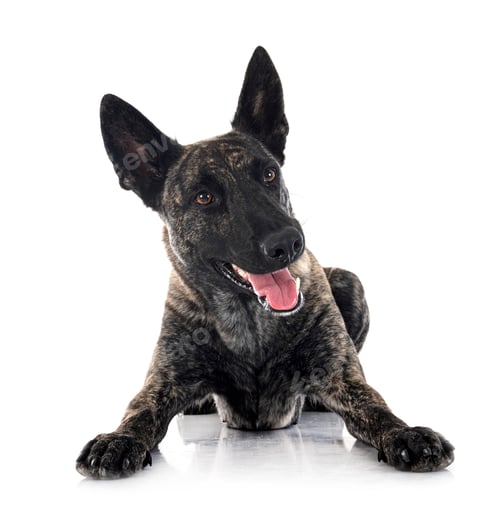 Preview: Dutch Shepherd in studio
