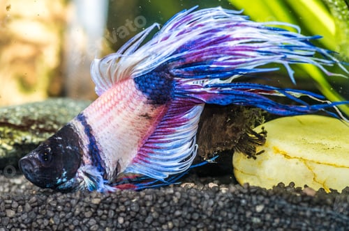 Preview: Closeup shot of sick betta fish in an aquarium