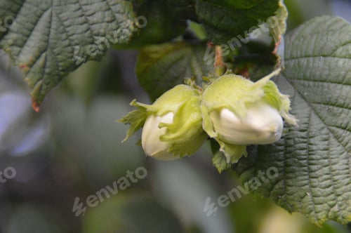 Preview: Green hazelnuts