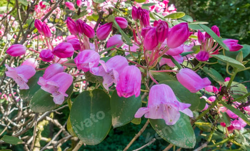 Preview: Closeup Shot Of Delicate Pink Flowers In Spring.