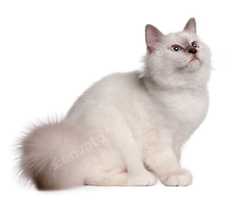 Preview: Birman Kitten, 4 months old, sitting in front of white background