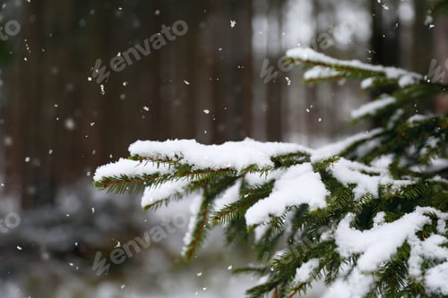 Preview: Closeup view of fir tree covered with snow outdoors on winter day