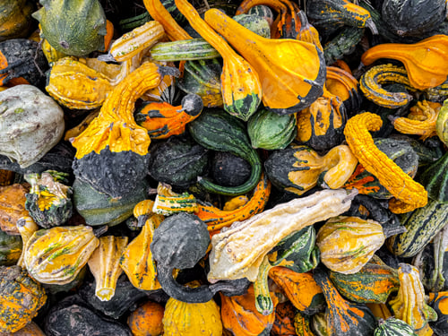 Preview: pumpkin harvest fresh colored different types and varieties of pumpkins food snack outdoor