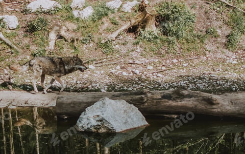 Preview: Grey wolf near a river in a forest