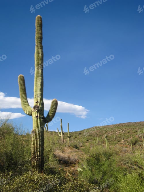 Preview: Arazona desert