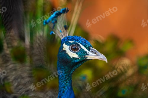 Preview: Graceful peacock head with crest in daylight