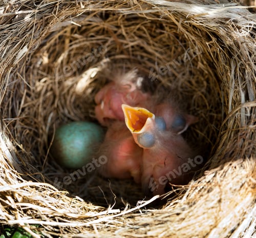 Preview: Baby blackbirds in the nest