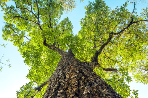 Preview: Green Tree,View looking up into lush green branches of large tree spring