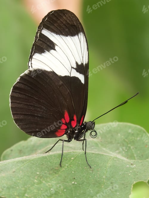 Preview: Closeup on colorful nymphalid cydno longwing buttrerfly, Heliconius cydno sitting with closed wings