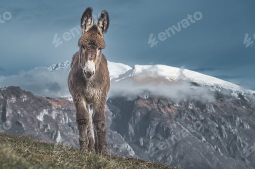 Preview: A mule pony with snow mountains background