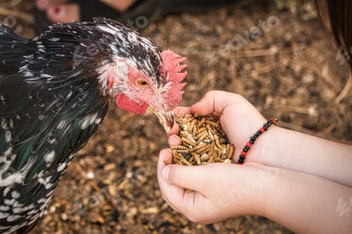 Preview: Hand feed chicken with mealworms