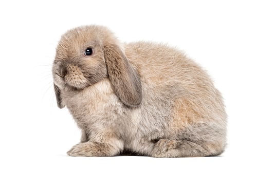 Preview: Mini lop rabbit, isolated on white