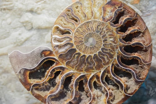 Preview: old fossil of spiral mollusk on seabed
