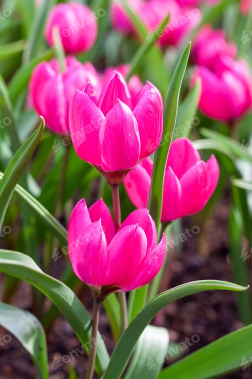 Preview: Closeup shot of colorful tulips in the garden