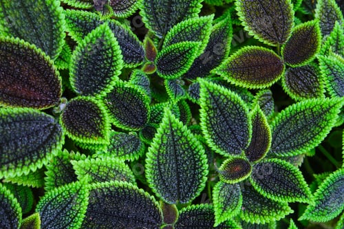 Preview: Pilea involucrata Moon Valley, Black and green leaves