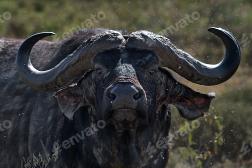 Preview: African buffalo