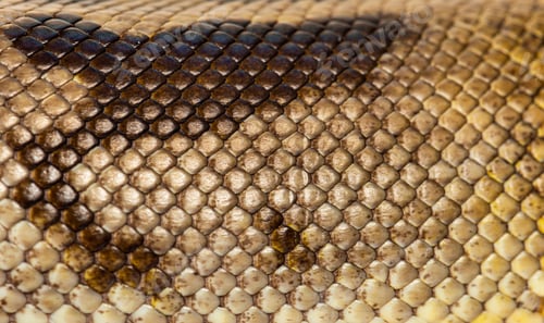 Preview: Scales close-up of Piebald python regius