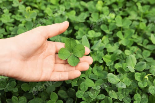 Preview: Woman holding four-leaf clover outdoors, closeup