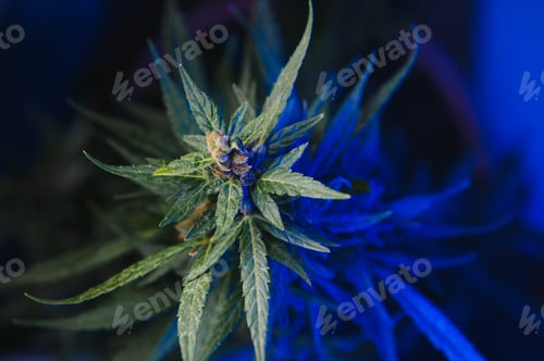 Preview: Background young shoots of marijuana in fantastic blue shades.